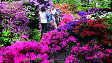 Kolekcja azalii i różaneczników rozkwita w połowie maja. Na pierwszym planie drobne azalie japońskie. Kolekcja azalii i różaneczników rozkwita w połowie maja. Na pierwszym planie drobne azalie japońskie.