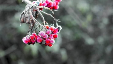 URODA OSZRONIONYCH GAŁĄZEK - na zdjęciu jarząb pospolity. Jego owoce długo zdobią ogród.
