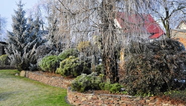 ZIMOZIELONA RABATA z kosówkami, jałowcami i berberysem wspaniale kontrastuje z delikatnymi gałązkami modrzewia.