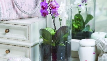 Falenopsisy i inne storczyki to wymarzone kwiaty do uprawy w szkle. Wolno rosną, potrzebują luźnego podłoża i wilgotnego mikroklimatu, który łatwo im zapewnić w naczyniu Falenopsisy i inne storczyki to wymarzone kwiaty do uprawy w szkle. Wolno rosną, potrzebują luźnego podłoża i wilgotnego mikroklimatu, który łatwo im zapewnić w naczyniu