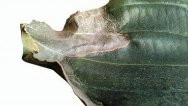 Medinilla. Brzegowe zasychanie liści Medinilla. Brzegowe zasychanie liści