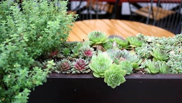 Przy kobiercu z rojników i płożącego się rozchodnika macierzanka wygląda jak krzew kwietnik, skalniaki