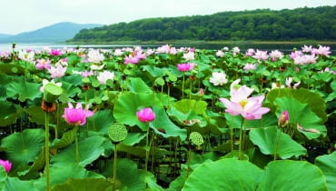 W krajach tropikalnych lotos gęsto pokrywa tafle jezior, a jego liście, kwiaty i owoce wyrastają ponad wodę. W krajach tropikalnych lotos gęsto pokrywa tafle jezior, a jego liście, kwiaty i owoce wyrastają ponad wodę.