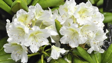 azalia, różanecznik