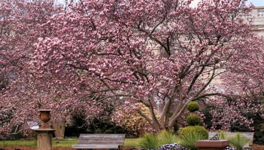 magnolia, 'Rustica rubra' to silnie rosnąca odmiana magnolii Soulange'a o rozłożystej koronie. magnolia, 'Rustica rubra' to silnie rosnąca odmiana magnolii Soulange'a o rozłożystej koronie.