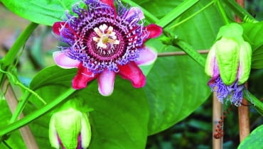 Męczennica (Passiflora) Męczennica (Passiflora)
