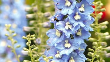 Ostróżka 'Light Blue White Bee' zachwyca błękitnymi płatkami Ostróżka 'Light Blue White Bee' zachwyca błękitnymi płatkami