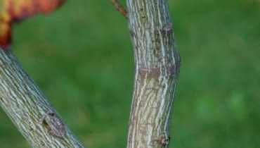 Klon pensylwański (Acer pensylvanicum) Klon pensylwański (Acer pensylvanicum)