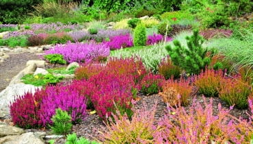 Kolorowy dywan z wrzosów, wrzośców i traw oraz niezliczonych odmian karłowych form iglaków.