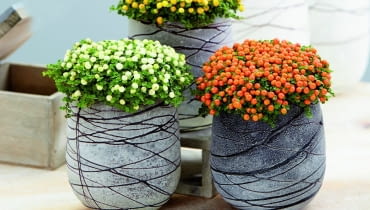 Nertera granadensis collection