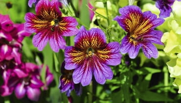 Tujałka zmienna Tujałka zmienna