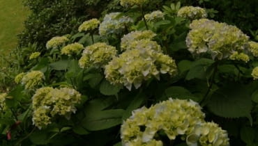 Hortensja 01.07.2004 WARSZAWA OGROD PRYWATNY OSIEDLE GROTY WLASCICIEL DANUTA SAWICKA SPYCHOWSKA 33 DLA PISMA OGRODY HYDRANGEA HORTENSJA FOT. PAWEL SLOMCZYNSKI / AGENCJA GAZETA