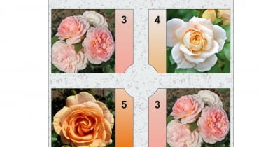 Rabata prostokątna - Różanka 4 Rabata prostokątna - Różanka 4