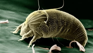 Roztocze Rust Mite