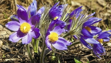 Sasanki - wszystkie gatunki występujące w Polsce objęte są ochroną prawną. Poniżej: inne nasze chronione rośliny. Sasanki - wszystkie gatunki występujące w Polsce objęte są ochroną prawną. Poniżej: inne nasze chronione rośliny.