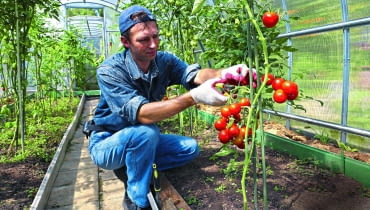 Tylko pomidory nawożone z umiarem są naprawdę zdrowe.