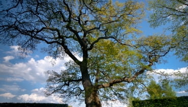 Dąb Wybickiego z Będomina