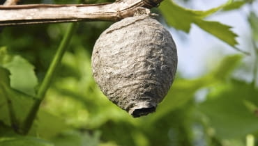 W gnieździe os może mieszkać nawet kilkaset owadów. Życie tętni w nim aż do pierwszych przymrozków. W gnieździe os może mieszkać nawet kilkaset owadów. Życie tętni w nim aż do pierwszych przymrozków.