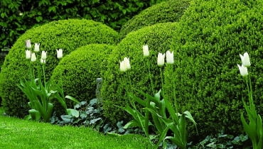 Przycięty w kule bukszpan. Jest efektowny przez cały rok, a poza tym na takim tle doskonale prezentują się sezonowe rośliny