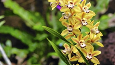 'La Vie Stella' - odmiana o łodygach wzniesionych.