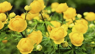 Pełnik w naturze jest w Polsce chroniony prawem. Możemy go mieć w ogrodzie, jeśli zakupimy okaz pochodzący z legalnego źródła. Pełnik w naturze jest w Polsce chroniony prawem. Możemy go mieć w ogrodzie, jeśli zakupimy okaz pochodzący z legalnego źródła.