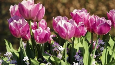 'peach blossom' IBC-16april07 0009 ZDJĘCIE DO WKŁADKI: Dry Bulbs & Springflowering bulbs