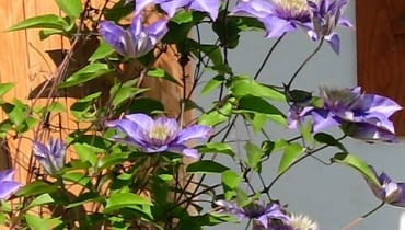 Klematis klematis