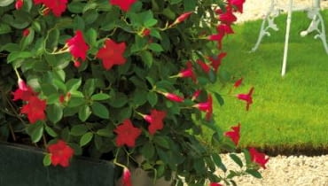 Sundaville Sundaville