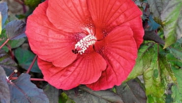 Dosyć wymagająca, ale za to o nieprzeciętnej urodzie - licząca zaledwie rok odmiana ketmii.