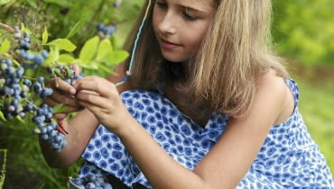 Dobre odmiany borówek tworzą obfite grona dużych i smacznych owoców.