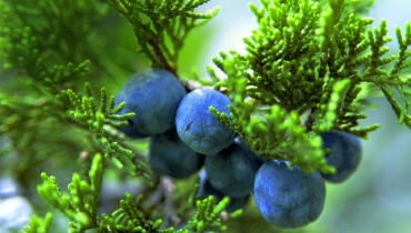 Dojrzałe owoce jałowca wyniosłego mają niebieskawy nalot i także jadalne. Dojrzałe owoce jałowca wyniosłego mają niebieskawy nalot i także jadalne.