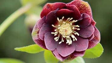 CIEMIERNIK - mieszaniec o pełnych, burgundowych kwiatach to mój faworyt. CIEMIERNIK - mieszaniec o pełnych, burgundowych kwiatach to mój faworyt.