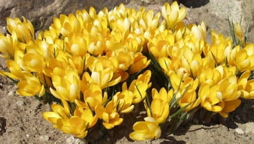 Krokus płowy 'Yellow' Krokus płowy