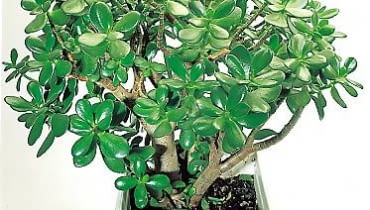 Grubosz (<i>Crassula ovata</i>)<br> Ta pochodząca z Afryki roślina, nazywana drzewkiem szczęścia, to najpopularniejszy spośród 300 gatunków z tego rodzaju botanicznego. w domu osiąga wysokość około 1 m i niekiedy kwitnie. 22-08Kt2