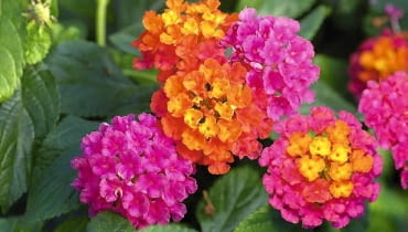 Lantana Calippo 'Tutti Frutti' nowości kwiatowe, kwiaty na balkon, Lantana Calippo 'Tutti Frutti'