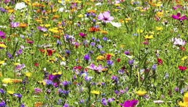 Kolorowa "makatka" z gailardii, żmijowców, maczków kalifornijskich, słoneczników, złocieni. Kolorowa "makatka" z gailardii, żmijowców, maczków kalifornijskich, słoneczników, złocieni.