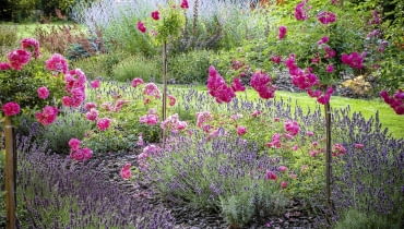 rosa super dorothy SLOWA KLUCZOWE: rosa super dorothy