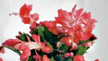 Nazywa się grudzień, ale jest też znany jako grudnik, szlumbergera, kaktus bożonarodzeniowy albo zygokaktus. Przybył z gorącej Brazylii z misją ożywienia ponurych zimowych miesięcy. <BR />Roślina ta nie lubi zmieniać miejsca. Nie należy jej więc przestawiać, zwłaszcza gdy zbliża się okres kwitnienia - może bowiem zrzucić pąki kwiatowe.