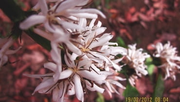 KWIATY KAWY są drobne, ale liczne i mają zapach podobny do kwiatów pomarańczy. KWIATY KAWY są drobne, ale liczne i mają zapach podobny do kwiatów pomarańczy.