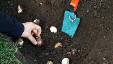 Październik jest miesiącem sadzenia cebul. Październik jest miesiącem sadzenia cebul.