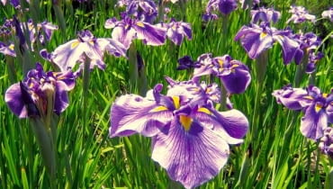 Irysy, kosaćce. Irys z grupy japońskich (Ensata)