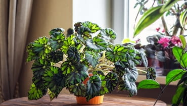 Begonia królewska Begonia królewska