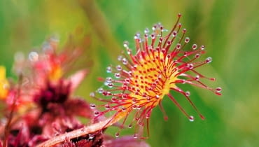Rosiczka okrągłolistna rośnie także na polskich mokradłach Rosiczka okrągłolistna rośnie także na polskich mokradłach