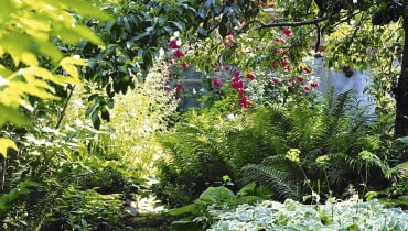 Miejsce w cieniu uświetniają paprocie, funkie, parzydło leśne i biało obrzeżony podagrycznik Ogród leśny