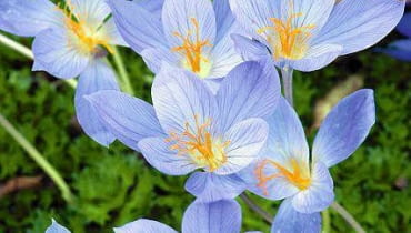 Herbstkrokus (Crocus speciosus) 'Conqueror' SLOWA KLUCZOWE: Blume Bl´te Bl´tenportrait Bl´tenportr?t Close up Conqueror Crocus speciosus Garten Herbst Herbstkrokus herbstlich lila November Oktober violett Zwiebelblumen Zwiebelbl´her