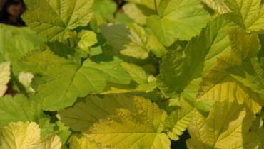 Pęcherznica kalinolistna (Physocarpus opulifolius) 'Luteus' Pęcherznica kalinolistna (Physocarpus opulifolius) 'Luteus'