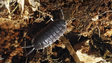 STONOGI, dopóki nie są zbyt liczne, nie zagrażają roślinom. STONOGI, dopóki nie są zbyt liczne, nie zagrażają roślinom.