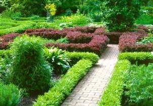 Bukszpan wiecznie zielony (<i>Buxus sempervirens</i>) to klasyczny gatunek do strzyżonych obwódek. Pasuje do założeń formalnych. Bukszpan wiecznie zielony (<i>Buxus sempervirens</i>) to klasyczny gatunek do strzyżonych obwódek. Pasuje do założeń formalnych.