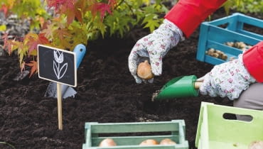 To ostatni dzwonek na sadzenie tulipanów, narcyzów i innych wiosennych roślin cebulowych. Po sadzeniu rabatę należy podlać i okryć ściółką. To ostatni dzwonek na sadzenie tulipanów, narcyzów i innych wiosennych roślin cebulowych. Po sadzeniu rabatę należy podlać i okryć ściółką.