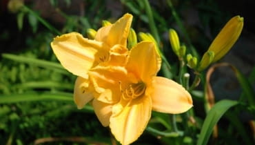 Liliowiec 'Stella de Oro' Liliowiec 'Stella de Oro'